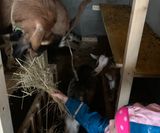 Bei den Ziegen im Stall - tiergestützte Erlebnispädagogik