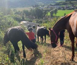 Pferde holen - Training bei Philhippies